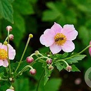 Anemone tom. 'Septemberglanz' GM P9