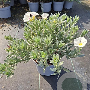 Convolvulus cneorum 25-30 cm 3,0L