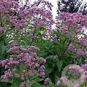 Eupatorium mac. 'Phantom' GM P9 BIO