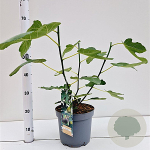 Ficus car. 'Brown Turkey' 40-50 cm 5,0L