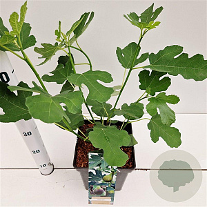 Ficus car. 'Brown Turkey' 50-60 cm 5,0L