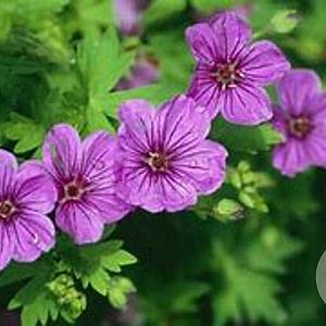 Geranium 'Dilys' GM P9 BIO