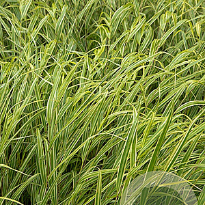 Hakonechloa macra 'Albostriata' GM P9
