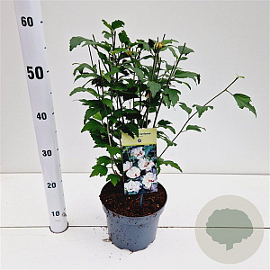 Hibiscus syr. 'Speciosus' 40-50 cm 3,0L