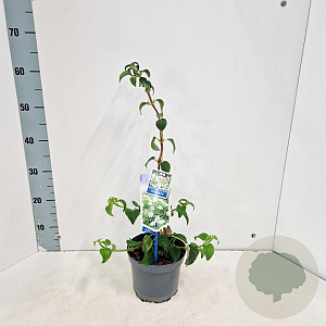 Hydrangea anomala petiolaris 40 cm 2,0L met stok