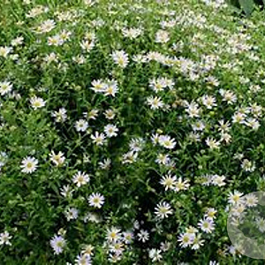 Kalimeris incisa GM P9 BIO