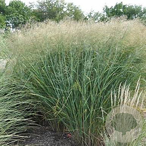 Panicum virgatum 'Cloud Nine' GM P9 BIO