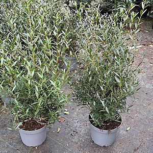 Phillyrea angustifolia 60-80 cm 7,5L