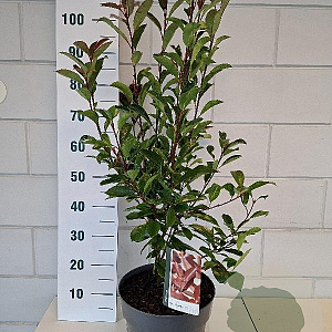 Photinia fraseri 'Red Robin' 60-70 cm 10L