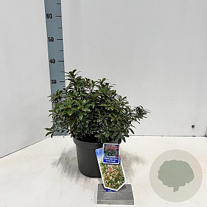 Pieris jap. 'Little Heath' 25-30 cm 3,0L