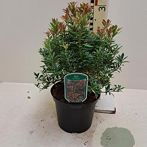 Pieris jap. 'Little Heath' 25-30 cm 3,0L