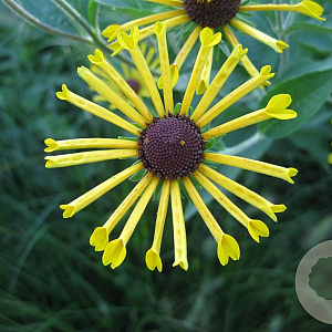 Rudbeckia subt. 'Henry Eilers' GM P9 BIO