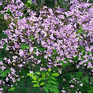 Thalictrum rochebrunianum GM P9 BIO