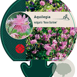 Aquilegia v. 'Rose Barlow' GM P9