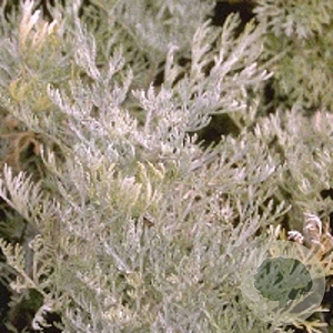 Artemisia 'Powis Castle' GM P9