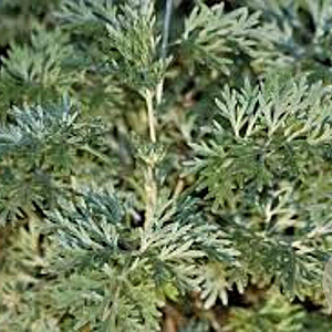 Artemisia 'Powis Castle' GM P9