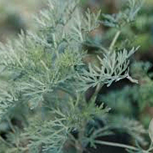 Artemisia 'Powis Castle' GM P9