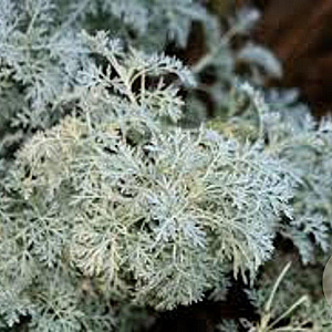 Artemisia 'Powis Castle' GM P9