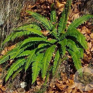 Blechnum spicant GM P9