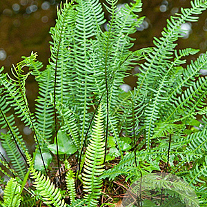 Blechnum spicant GM P9