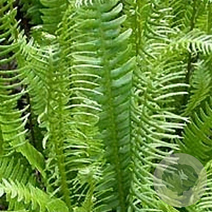 Blechnum spicant GM P9