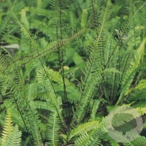 Blechnum spicant GM P9