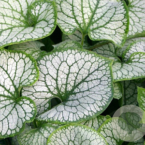 Brunnera macr. 'Jack Frost' GM P9