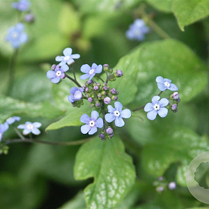 Brunnera macr. 'Jack Frost' GM P9