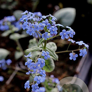 Brunnera macr. 'Jack Frost' GM P9