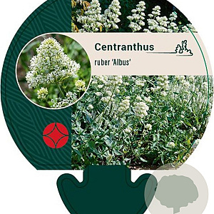 Centranthus ruber 'Albus' GM P9