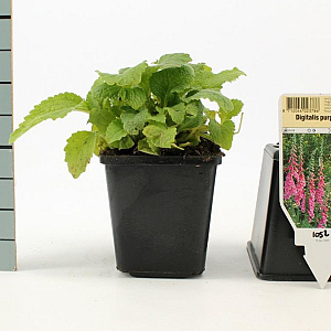 Digitalis purpurea GM P9