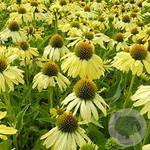 Echinacea 'Sunrise' GM P9