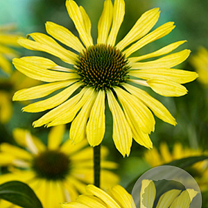 Echinacea 'Sunrise' GM P9