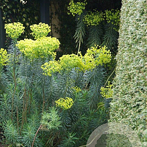 Euphorbia characias wulfenii GM P9