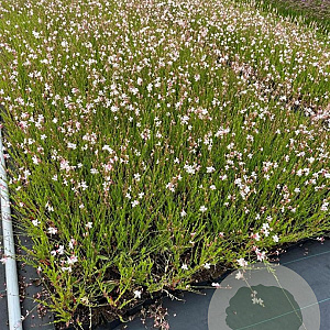 Gaura l. 'Whirling Butterflies' GM P9