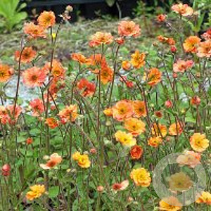 Geum 'Totally Tangerine' GM P9