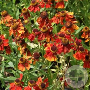 Helenium 'Moerheim Beauty' GM P9
