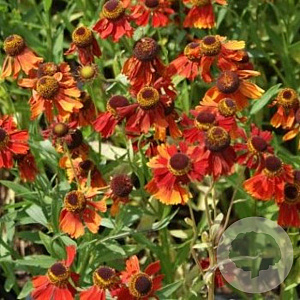 Helenium 'Moerheim Beauty' GM P9