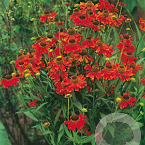 Helenium 'Moerheim Beauty' GM P9