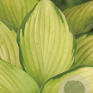 Hosta 'Gold Standard' GM P9
