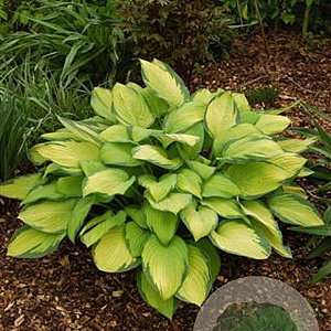Hosta 'Gold Standard' GM P9