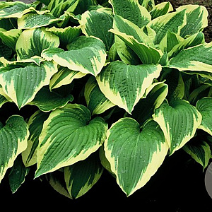 Hosta 'Moerheim' GM P9