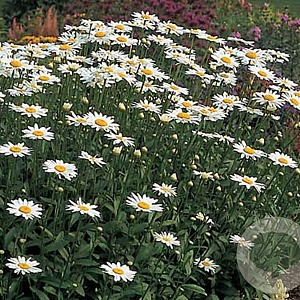Leucanthemum (S) 'Becky' GM P9