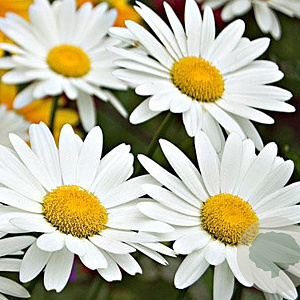 Leucanthemum (S) 'Becky' GM P9