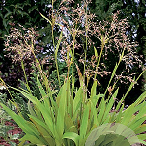 Luzula sylvatica GM P9