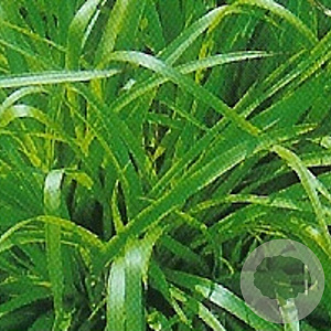 Luzula sylvatica GM P9