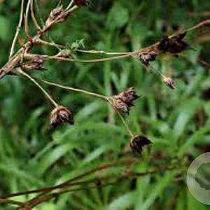 Luzula sylvatica GM P9