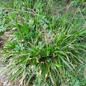Luzula sylvatica GM P9