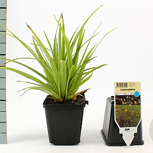 Luzula sylvatica GM P9