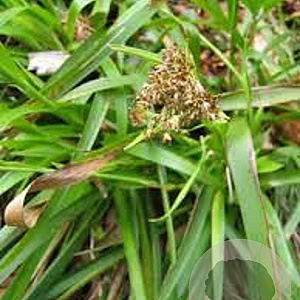 Luzula sylvatica GM P9